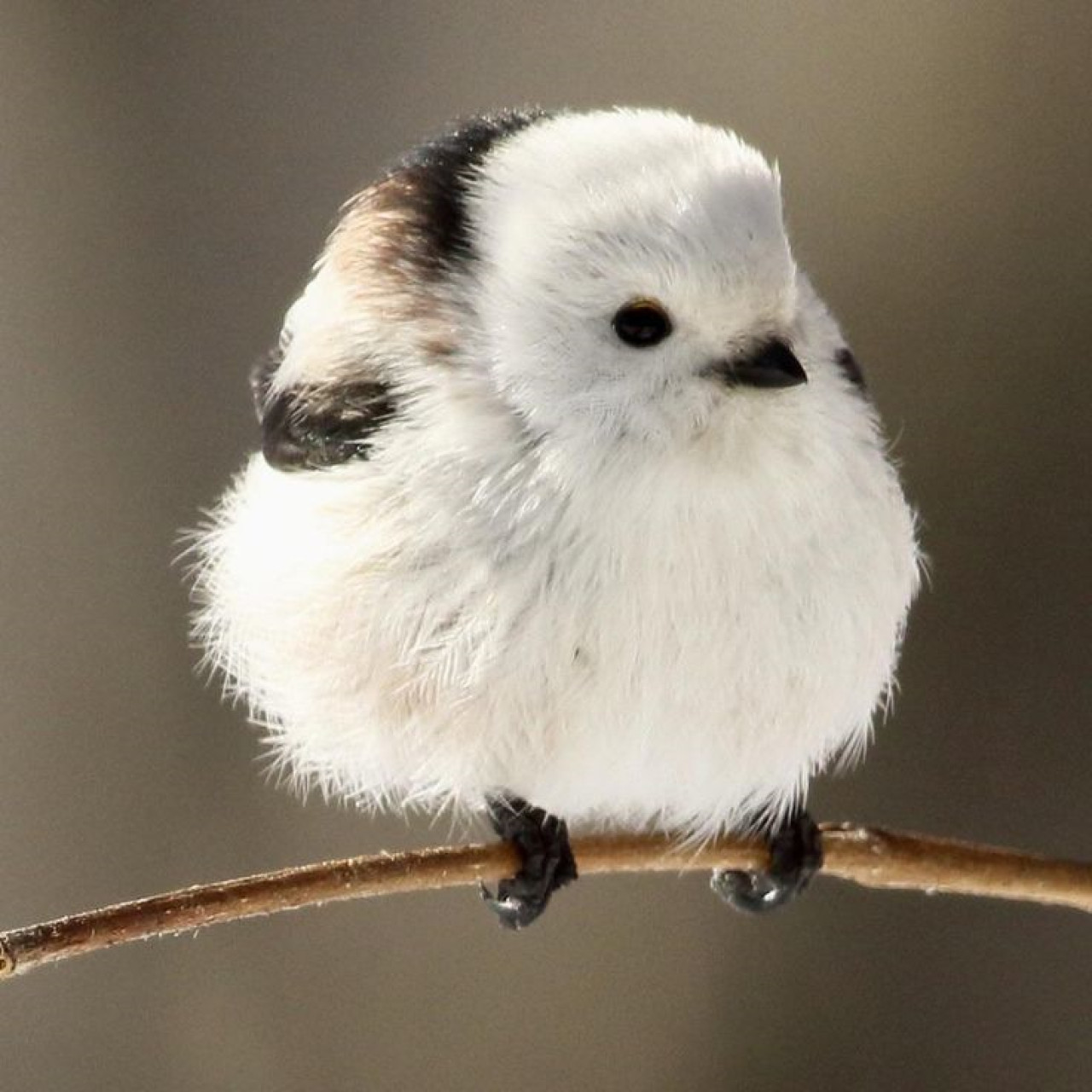 Pájaro "hada de la nieve". Foto: Pinterest.