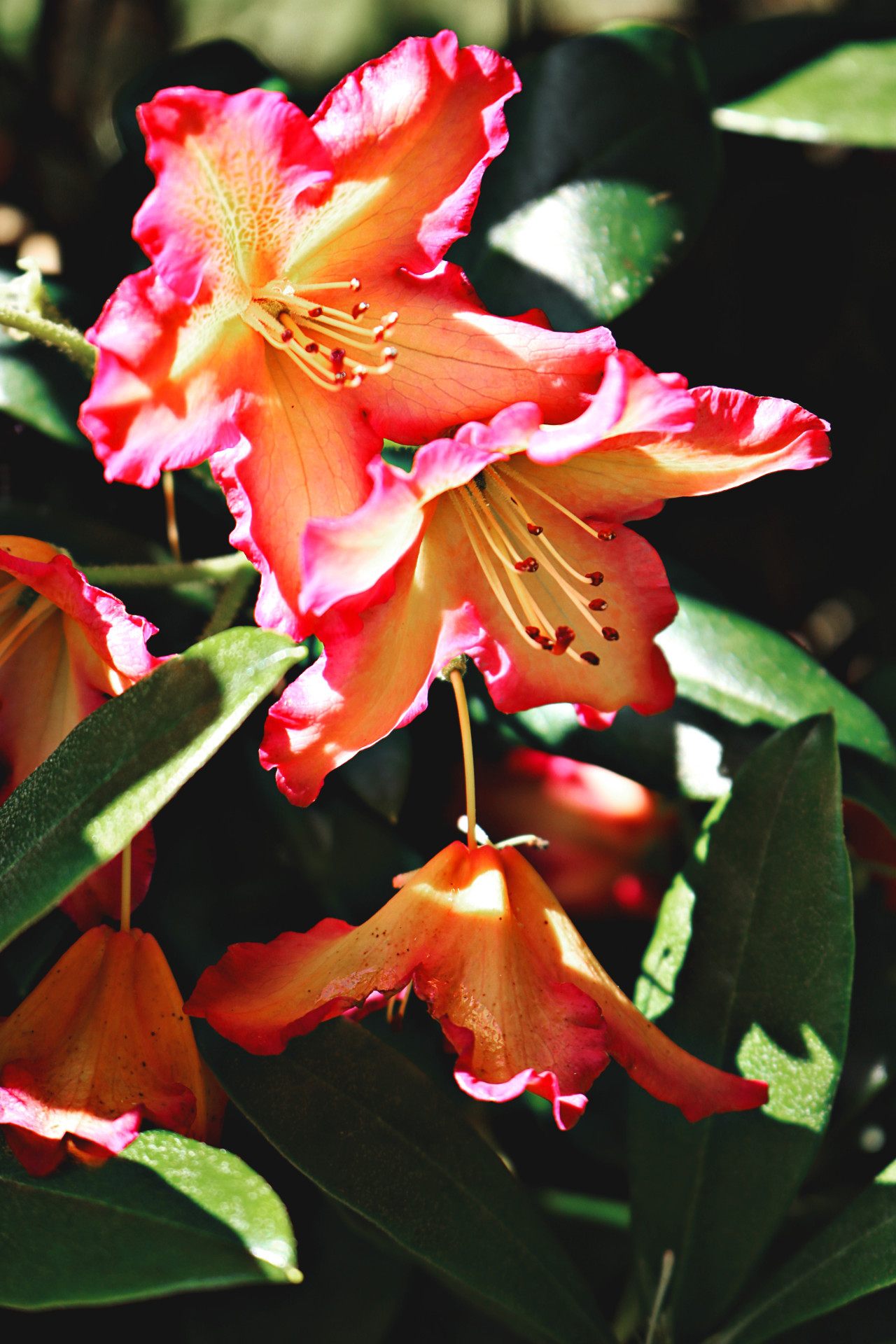 Bignonia, flor. Foto: Freepik.