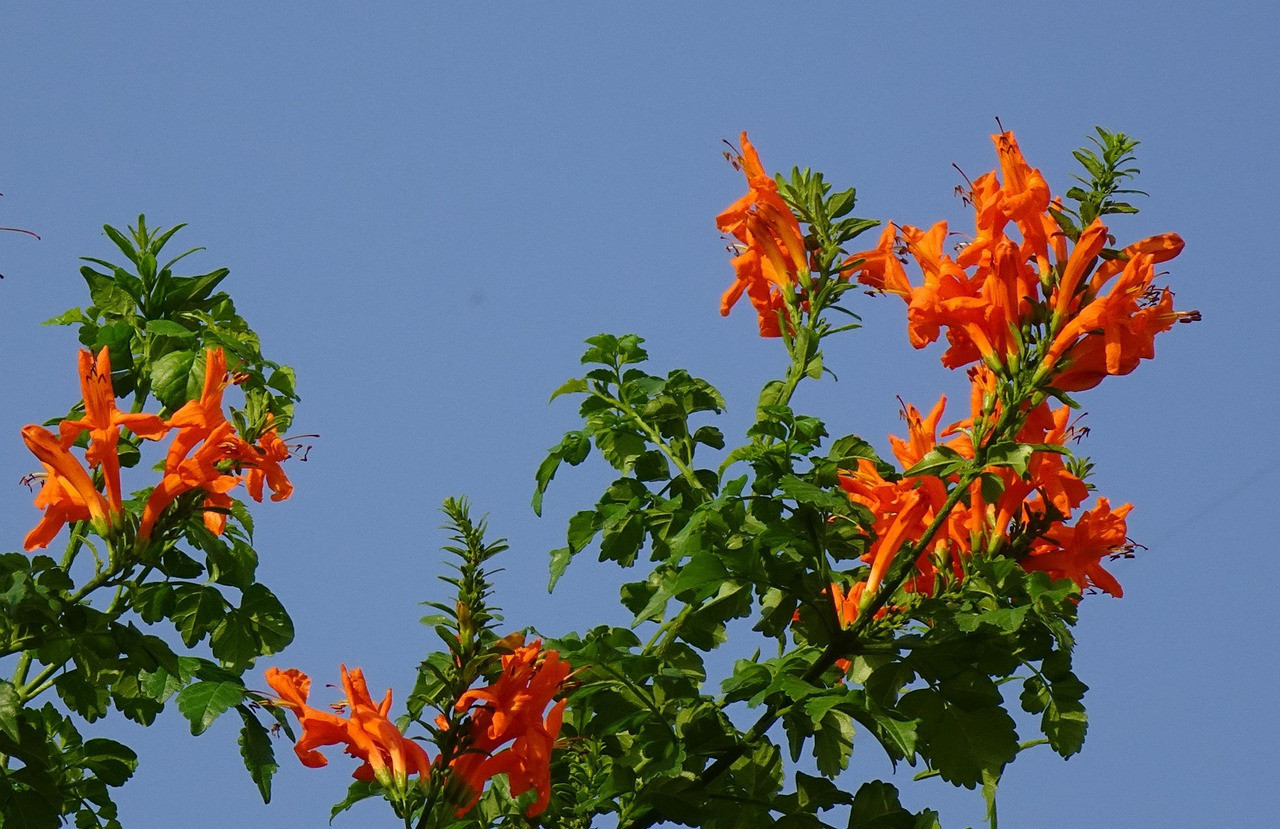 Bignonia, flor. Foto: Pixabay.