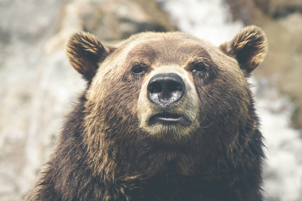 Oso pardo. Fuente: Unsplash