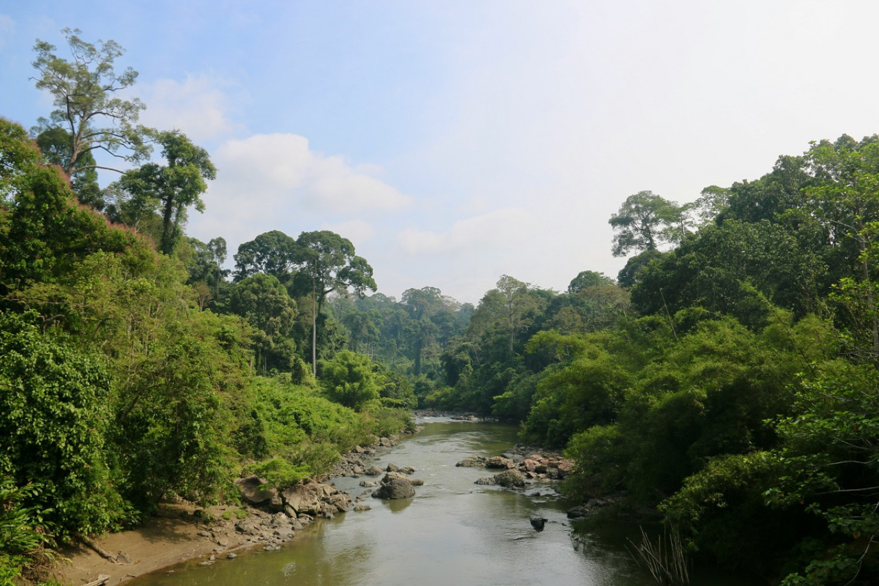 La isla Borneo era impenetrable hasta hace 30 años. Foto: Unsplash.