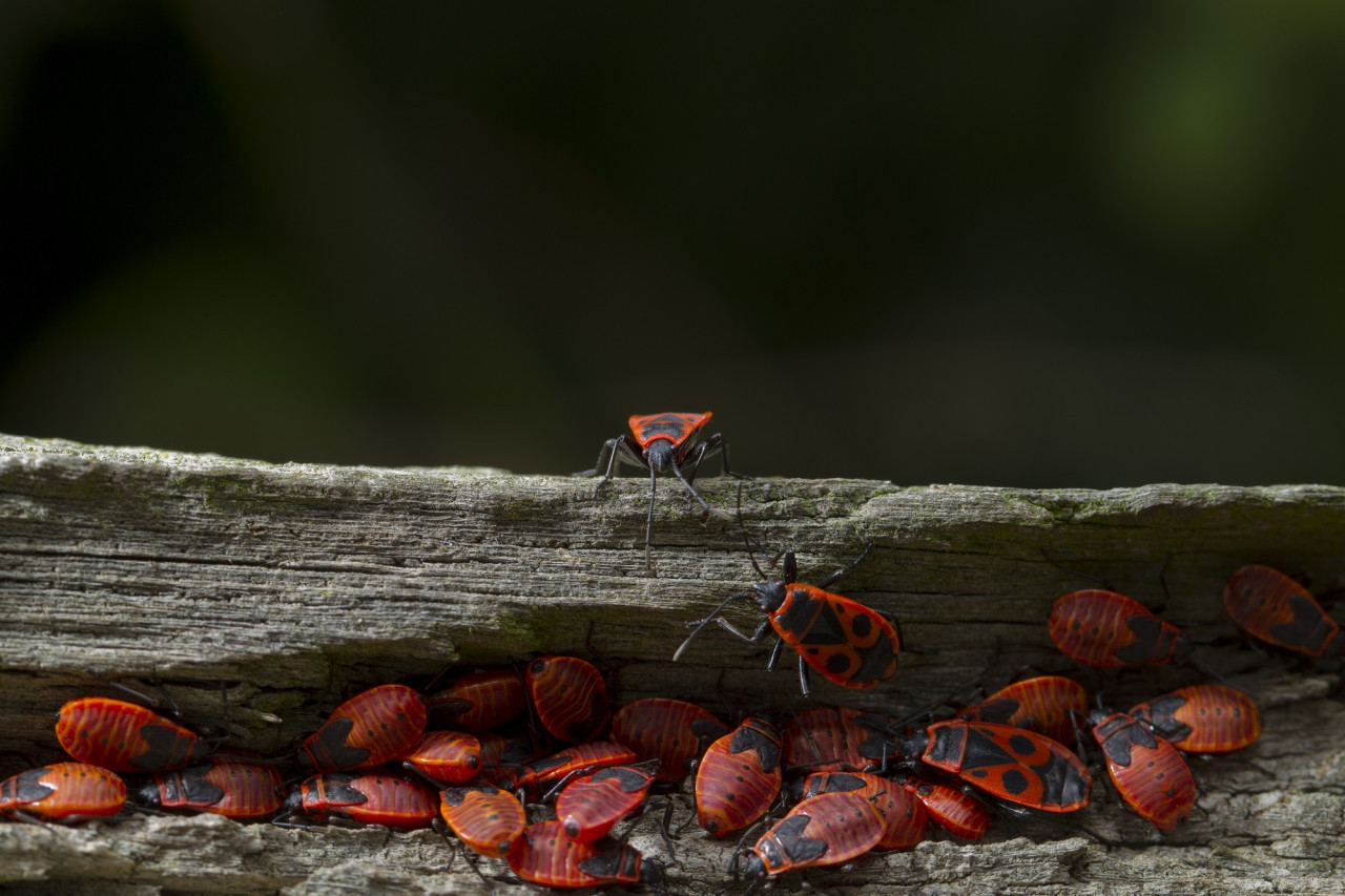 Picudo rojo. Foto FREEPIK