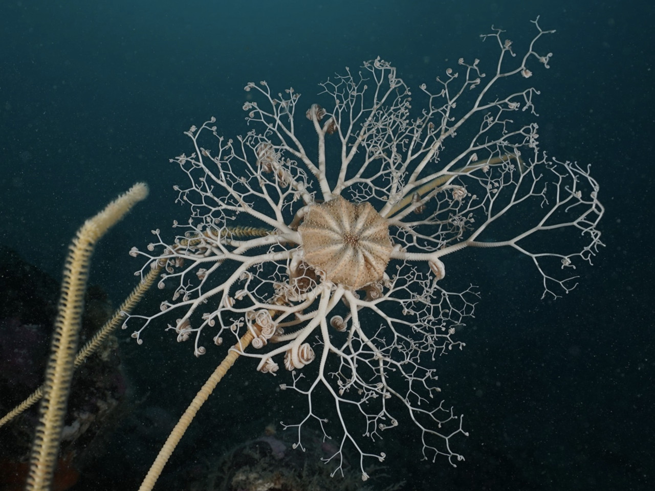 Gorgonocephalus chilensis, especie bentónica del Agujero Azul. Foto: gentileza Programa de Conservación Costero Marino de WCS Argentina