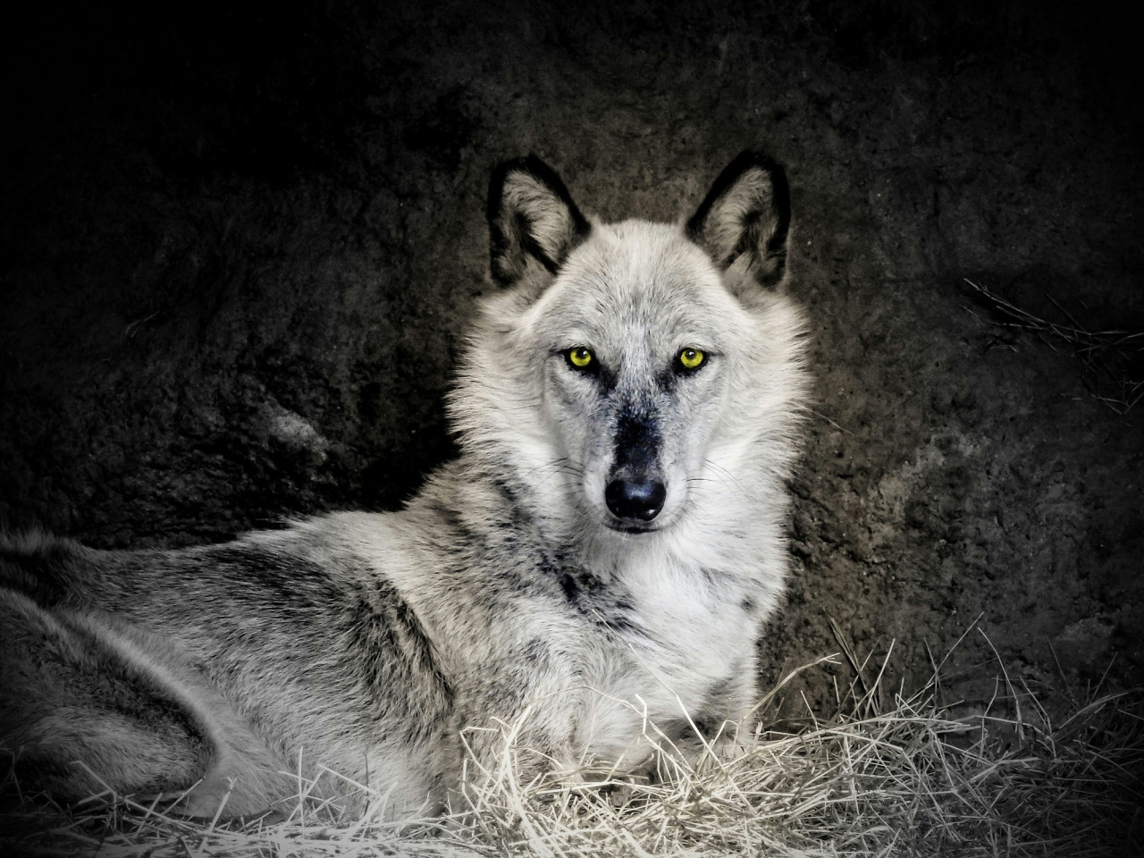 Lobo. Foto Unsplash