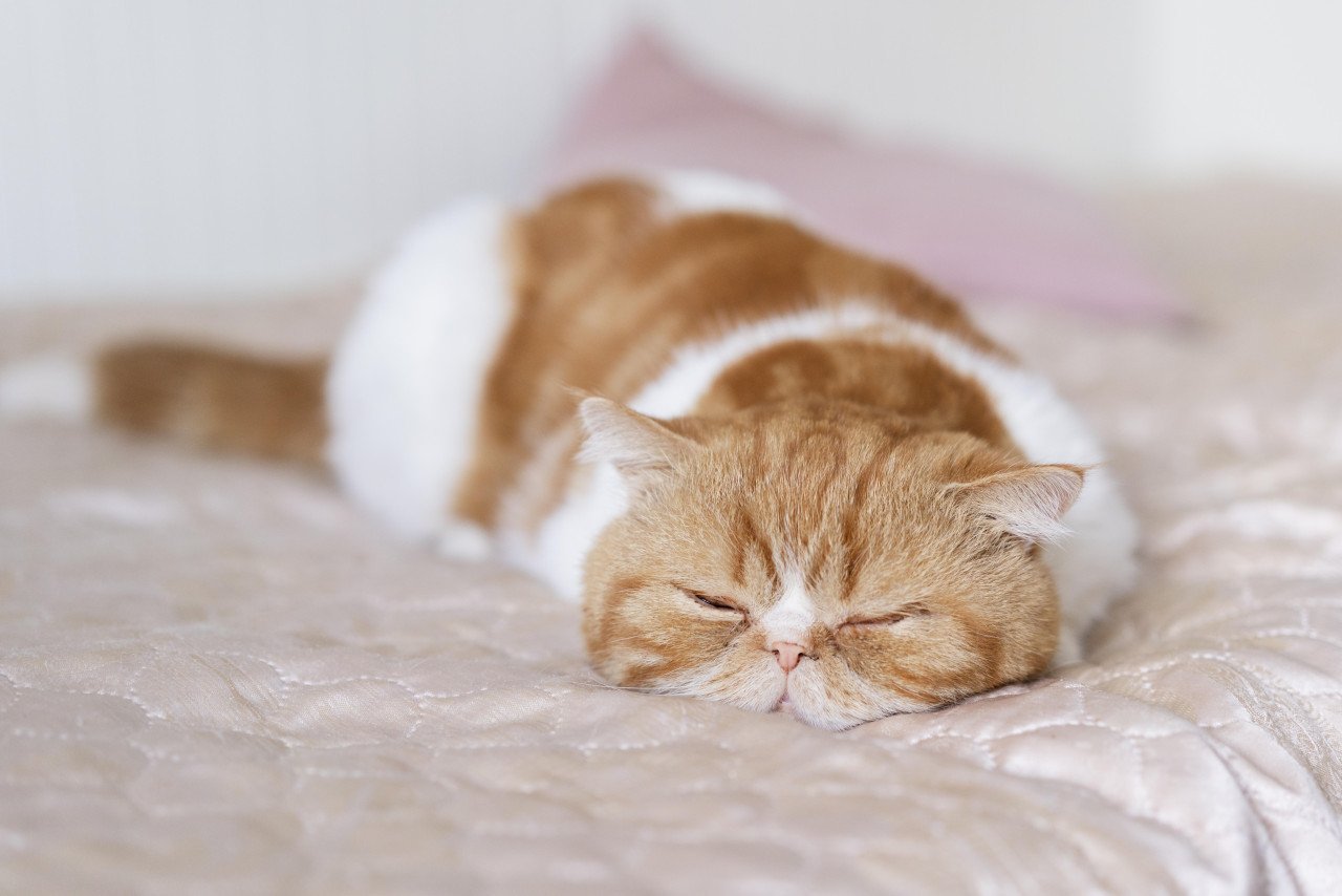 Gato, animales, felino. Foto: Freepik.