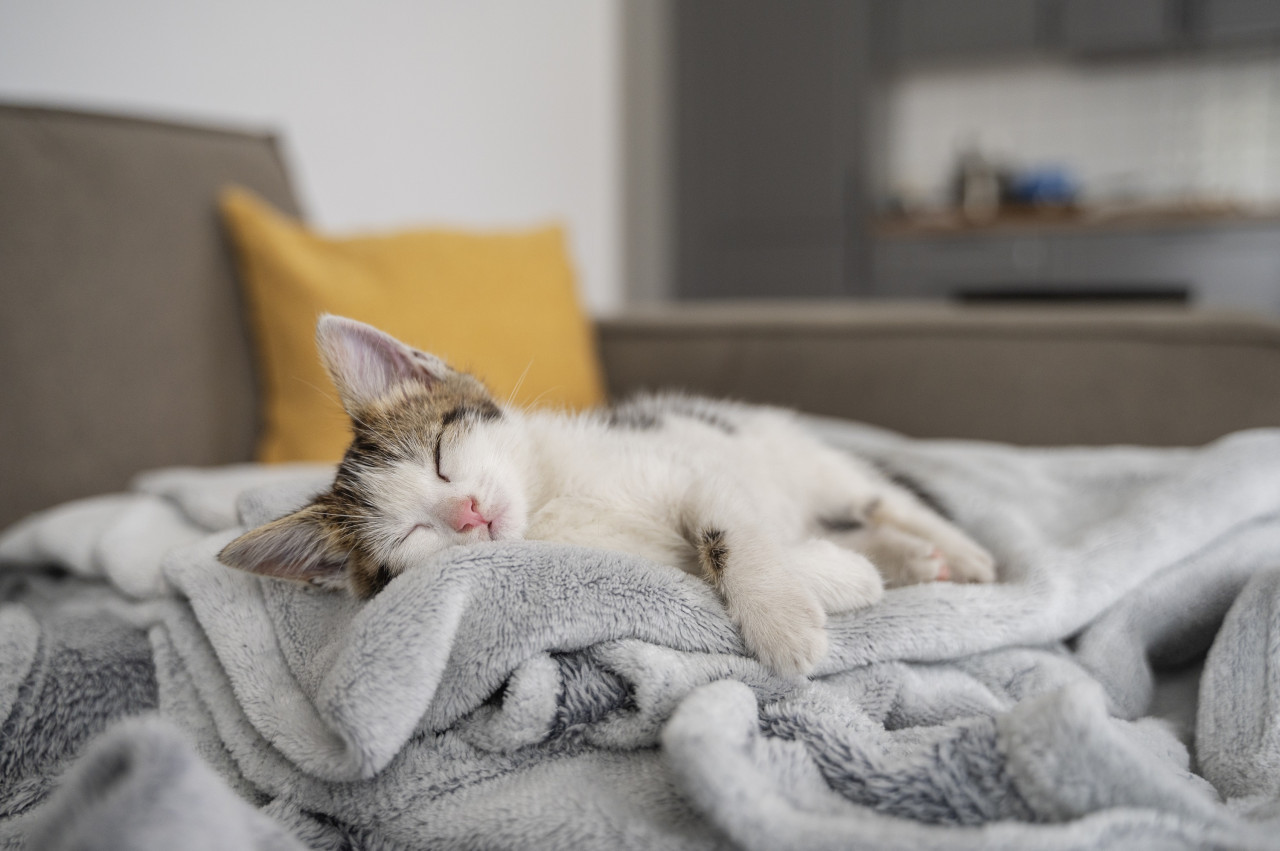 Gato, animales, felino. Foto: Freepik.