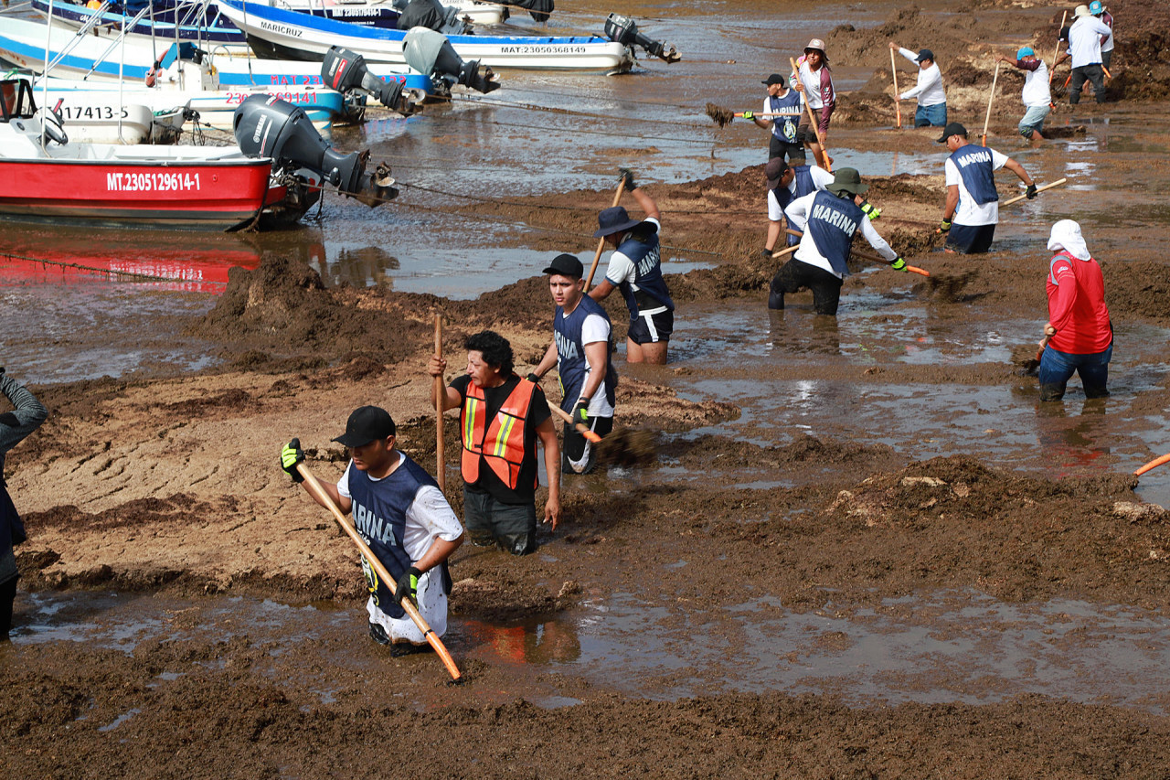 Operativo de limpieza del sargazo en el Caribe. Foto: EFE/ Lourdes Cruz.