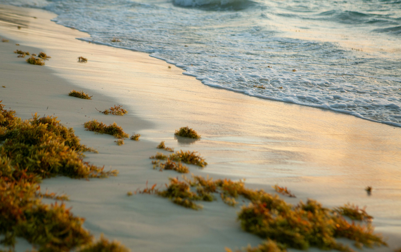 Sargazo en las playas. Foto: Unsplash.