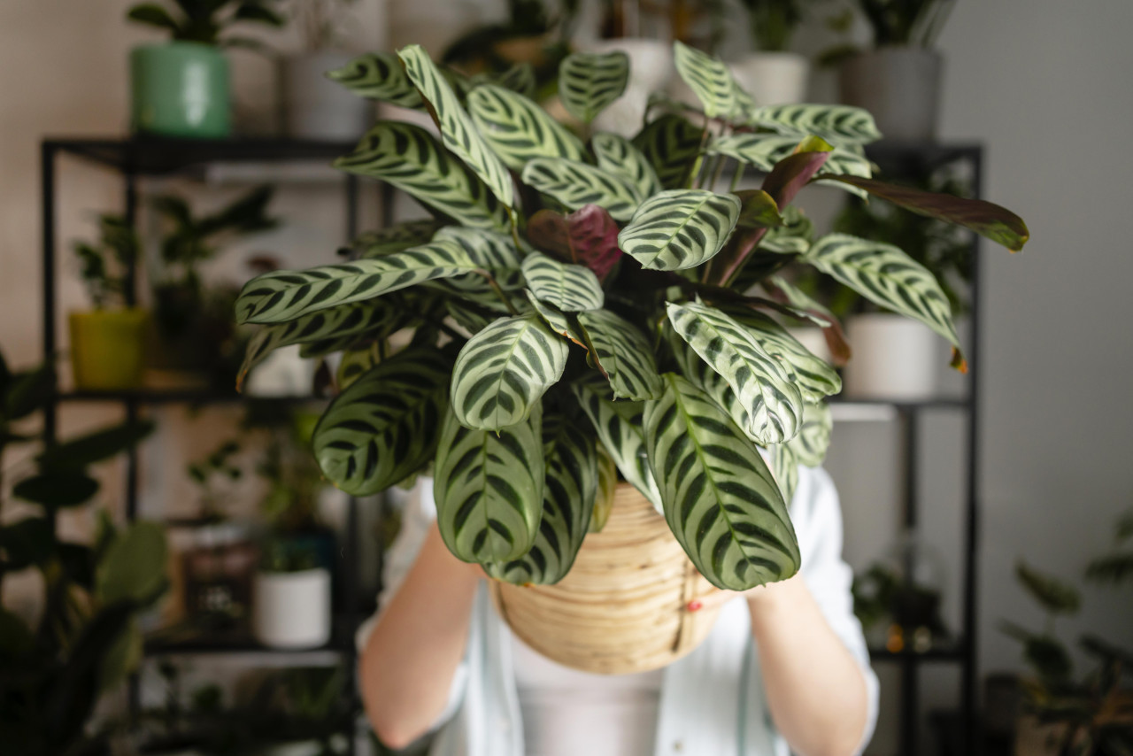 Plantas. Foto: Freepik.