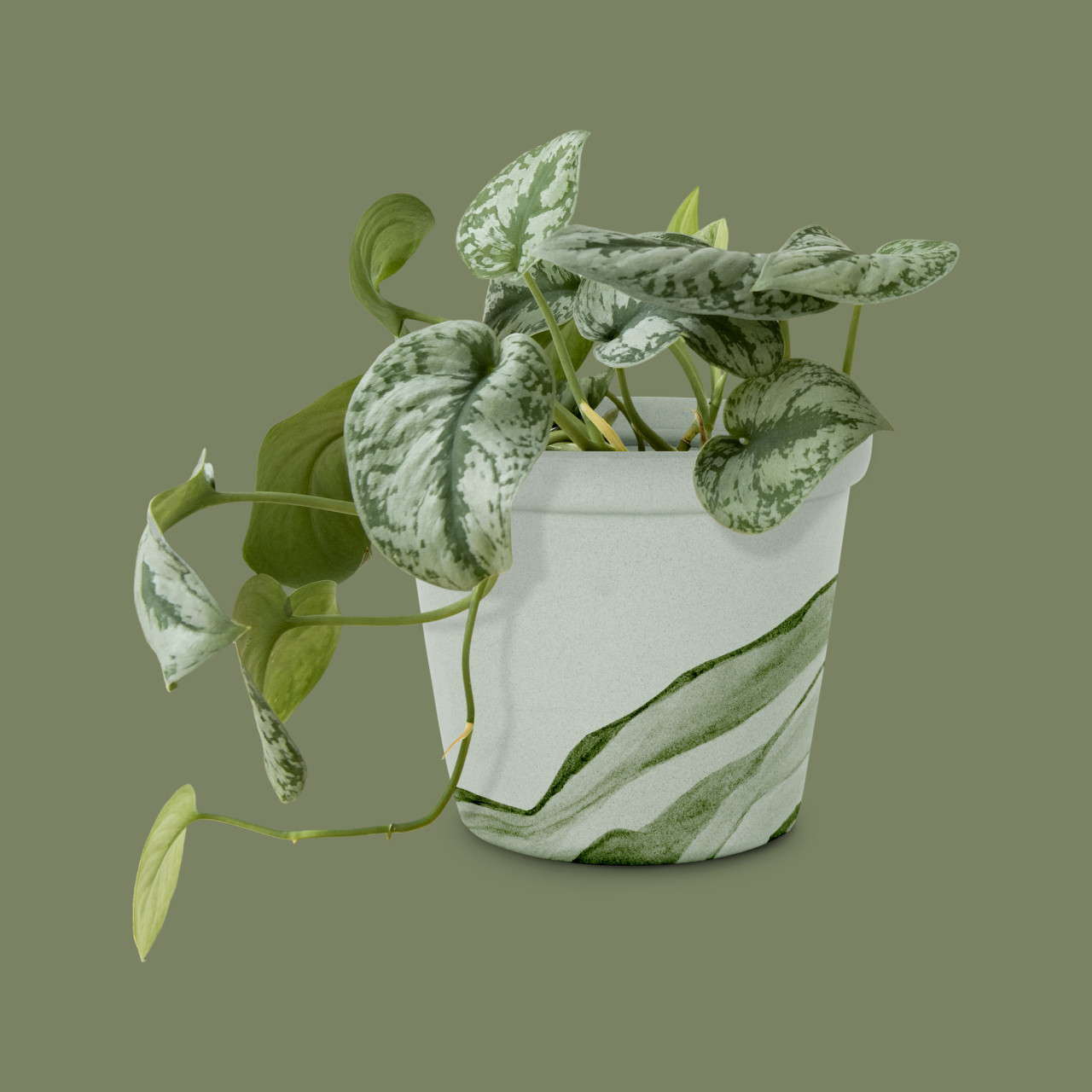 Plantas. Foto: Freepik.