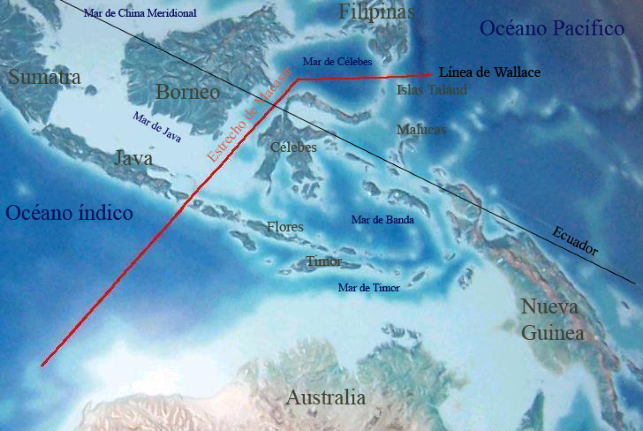 La línea de Wallace. Foto: Wikipedia.