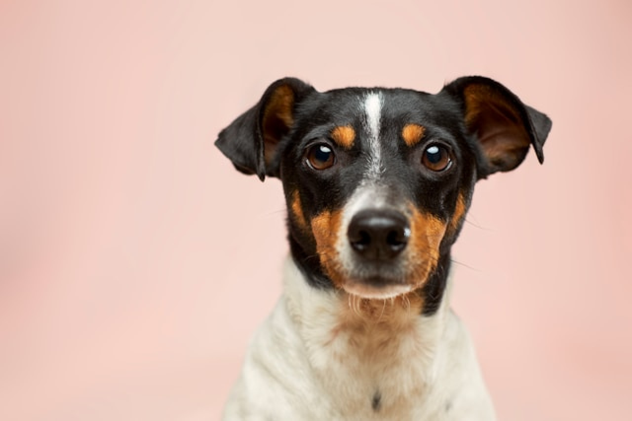 Perros. Foto cedida por anunciante.