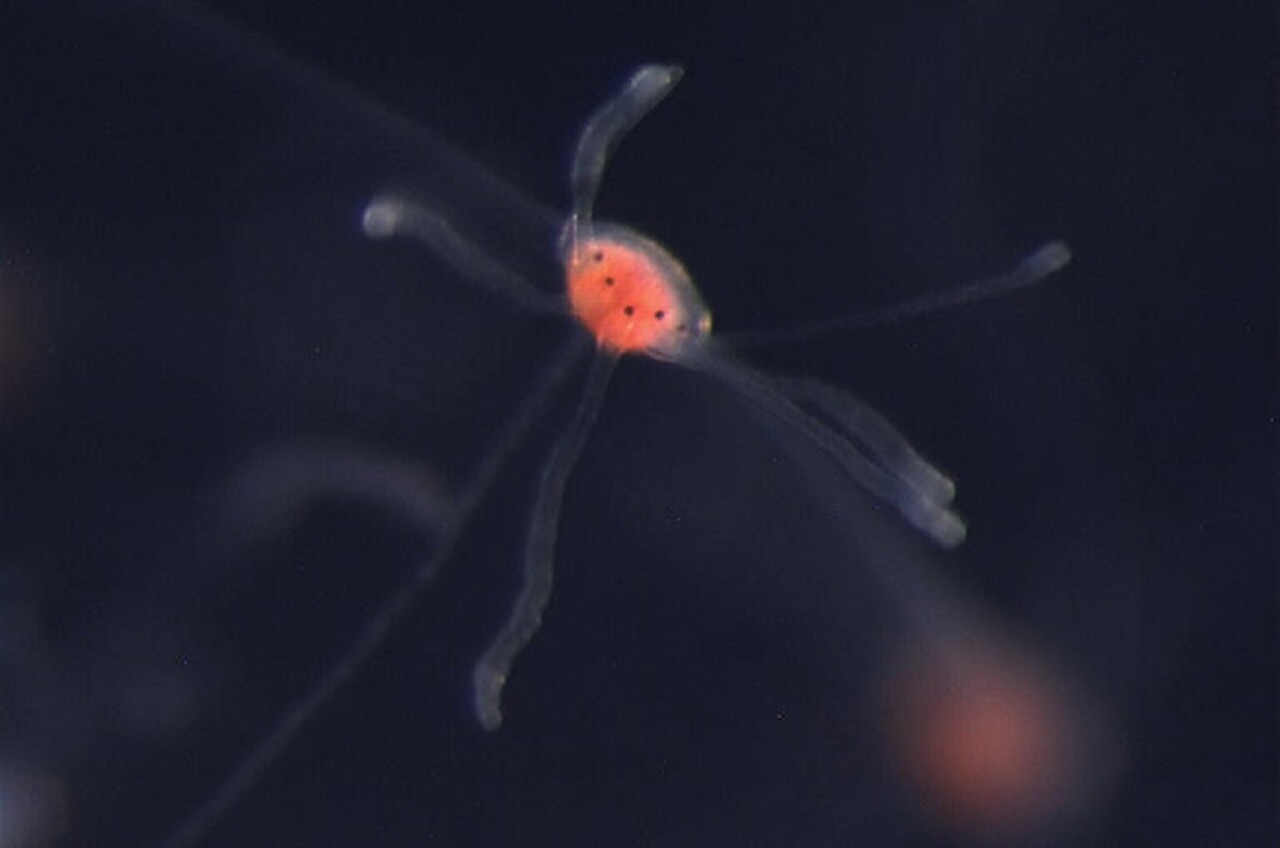 La medusa de 28 ojos Bougainvillia cf. muscus. Foto: Uc Santa Cruz/Macías-Muñoz Lab