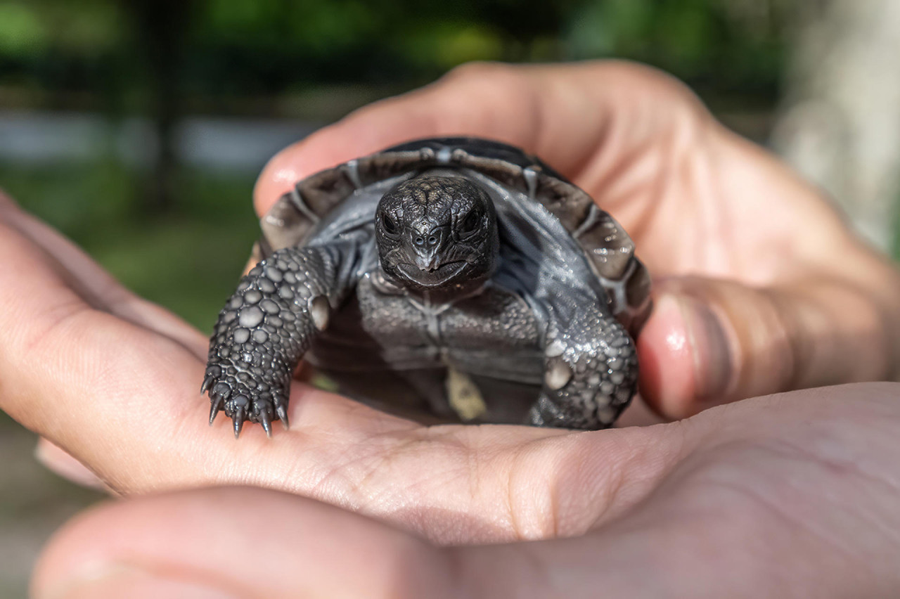 La cría de tortuga de las Galápagos. Foto: EFE/Ron Magill.