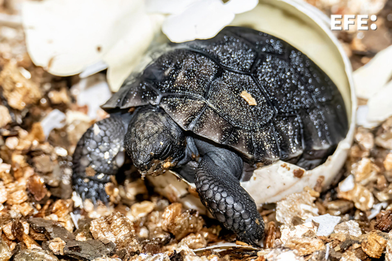 La cría de tortuga de las Galápagos saliendo de su cáscara el 4 de junio en este Zoo de Miami, Florida. Foto: EFE/Ron Magill.