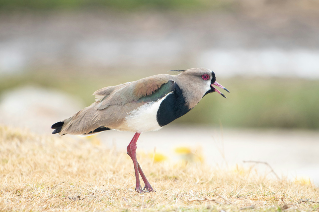 Vanellus chilensis,​ llamado comúnmente tero. Foto: Unsplash.