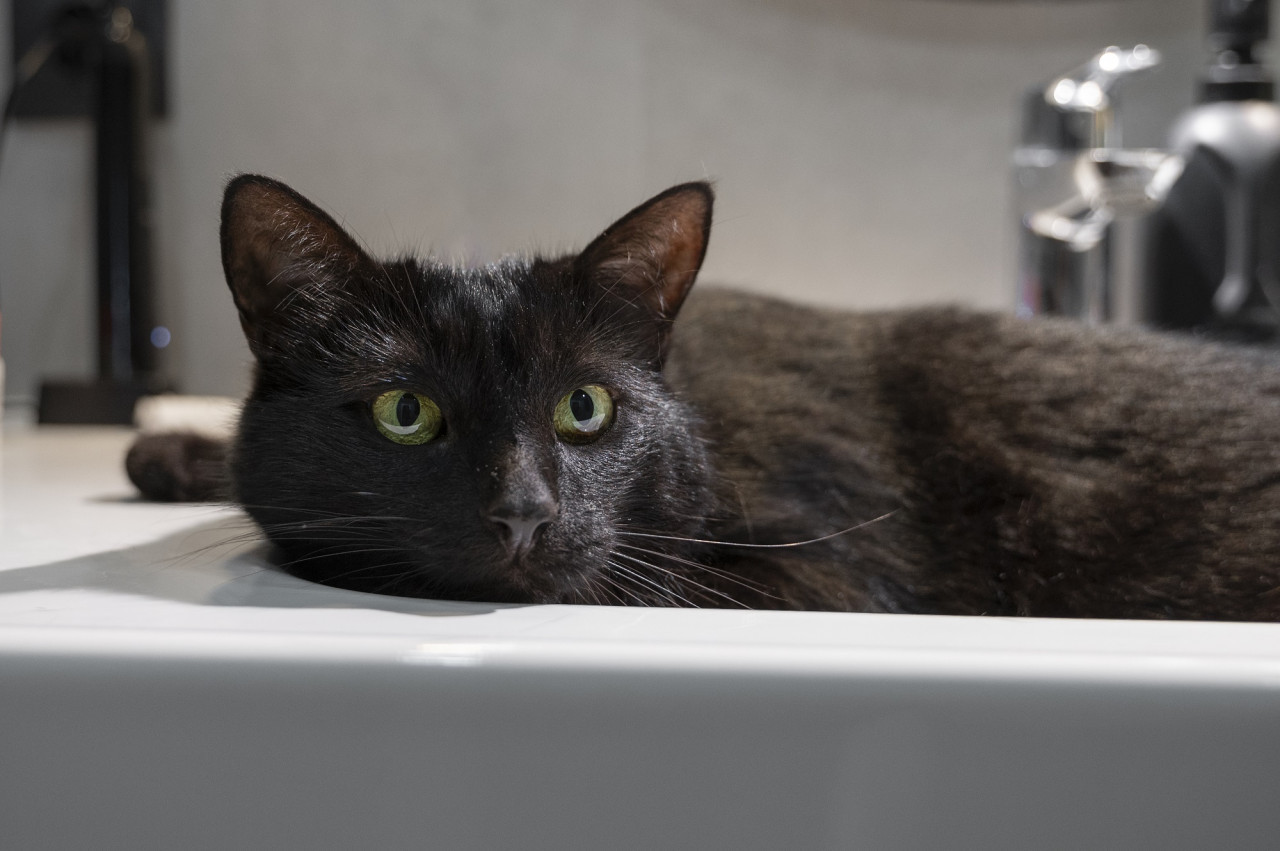 Gatos, baño, mascotas. Foto Unsplash