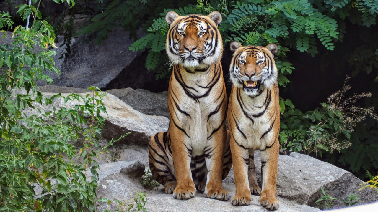 Animales, mamíferos. Foto: Pexels.