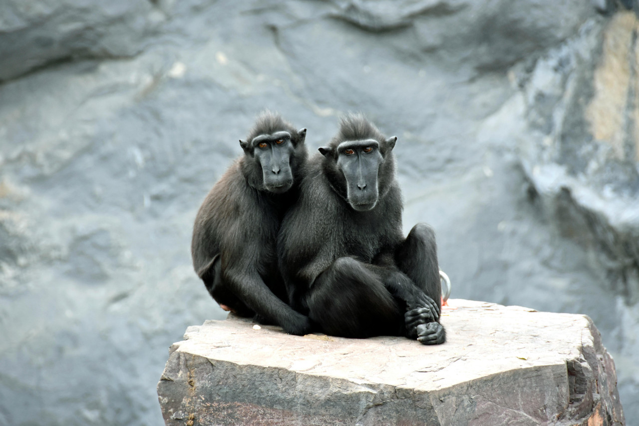 Animales, mamíferos. Foto: Pexels.