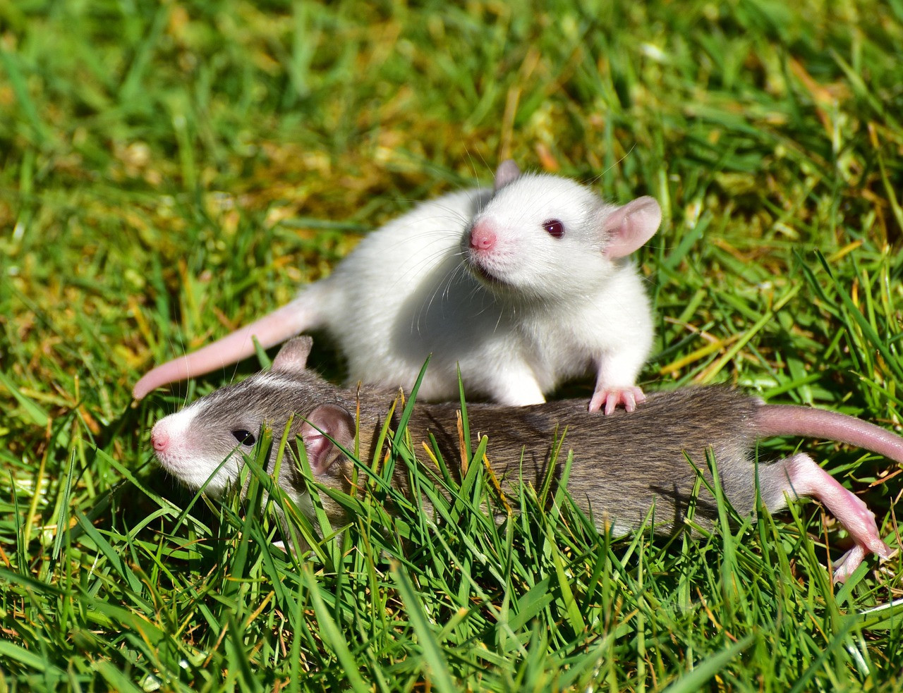 Roedores, ratas, ratones. Foto: Freepik.
