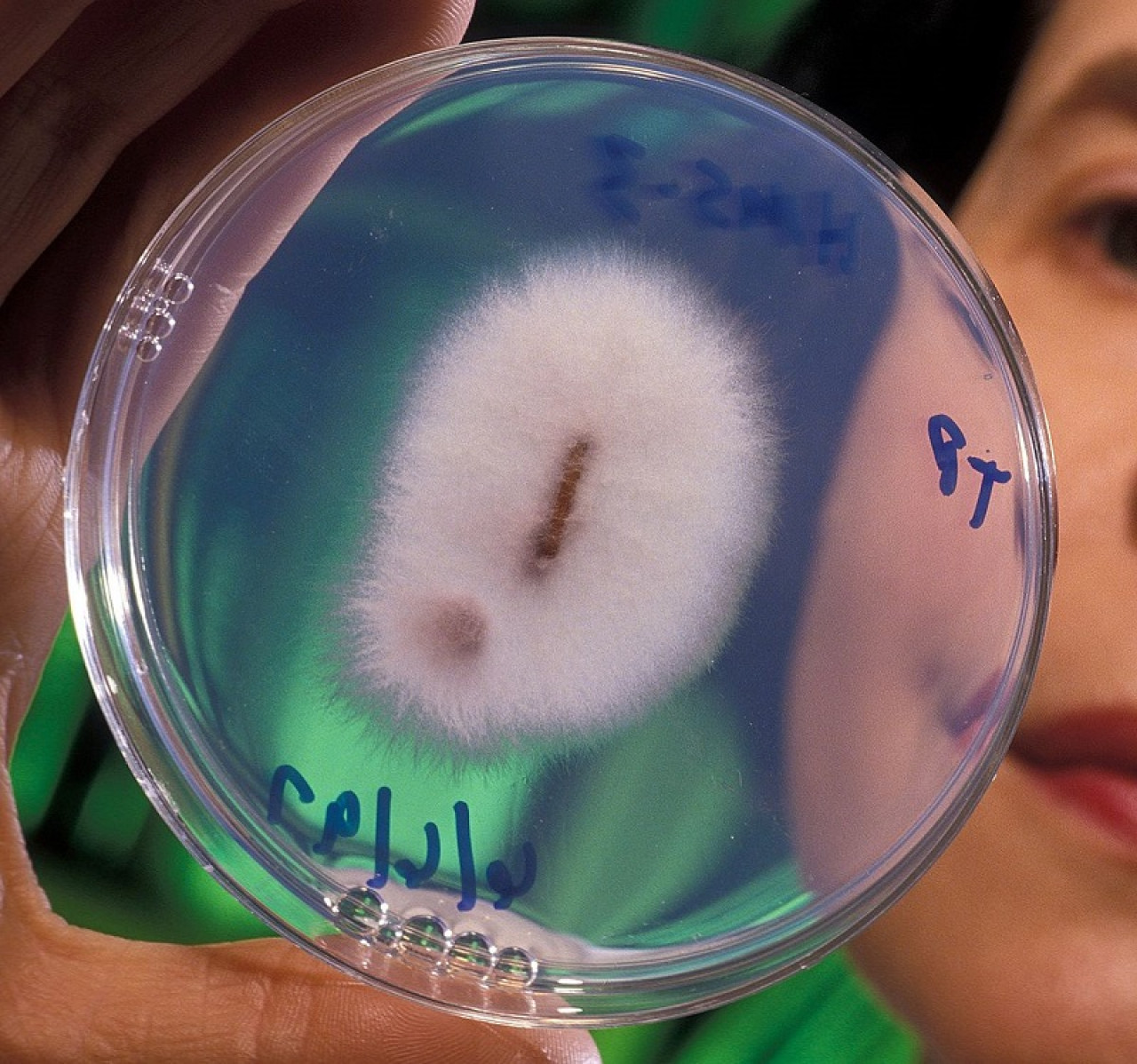 Cepa del hongo Fusarium oxysporum. Foto: Wikipedia.