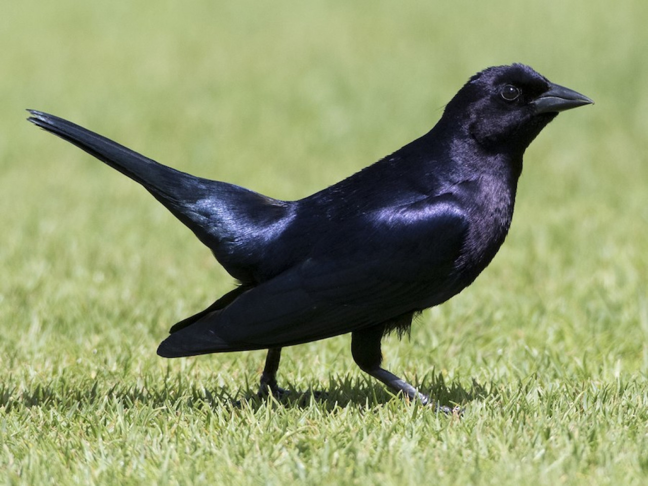 Pájaro tordo. Foto: e-Bird