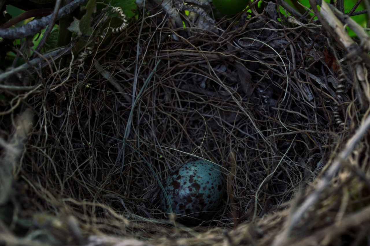 Huevo de tordo. Foto: Freepik