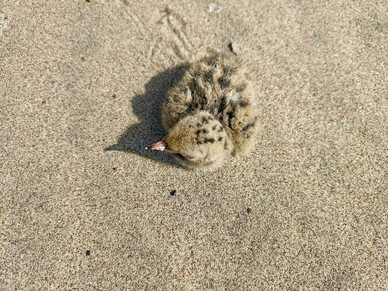 Pichón caído del nido. Foto: Unsplash.