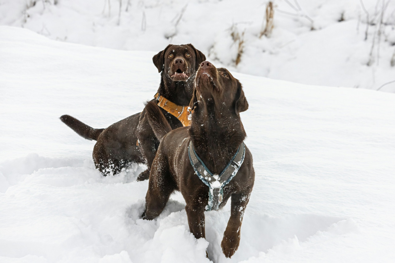 Perros y nieve. Foto Unsplash