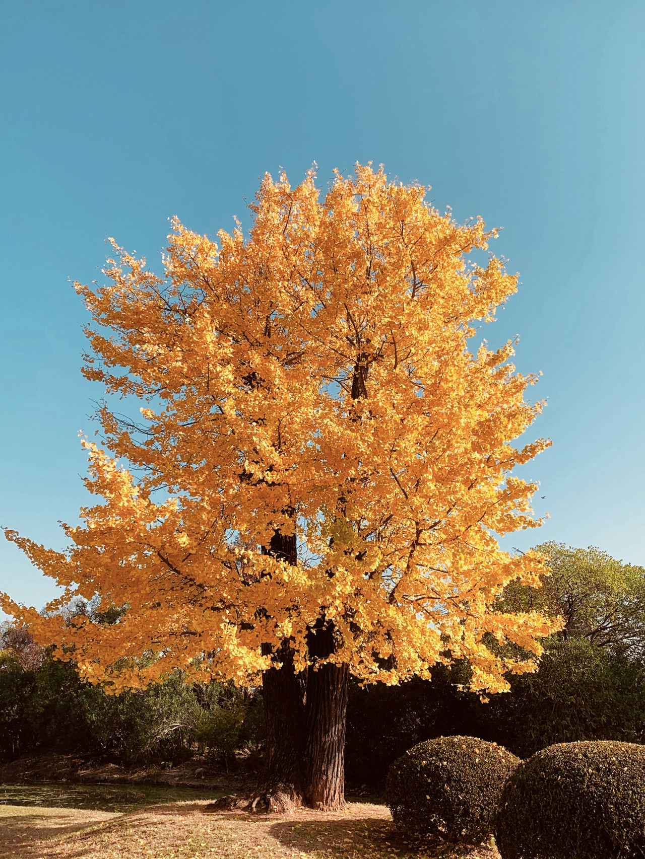Árbol Ginkgo Biloba. Foto Unsplash