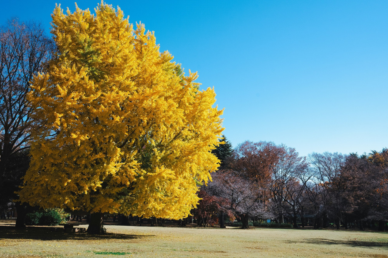 Árbol Ginkgo Biloba. Foto Unsplash