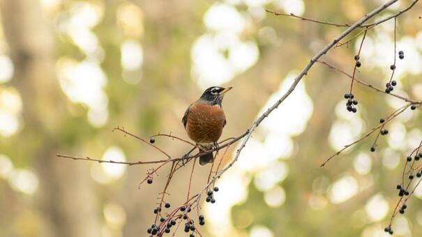 Primavera con aves: cuáles son las frutas que tenés que tener para atraer los zorzales y los horneros
