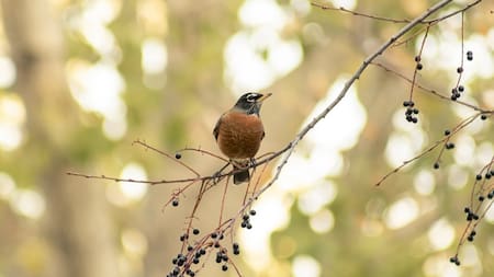 Un jardín lleno de vida: como atraer los zorzales a tu casa con este método natural y eco friendly