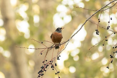 Zorzal Colorado. Foto: Freepik.
