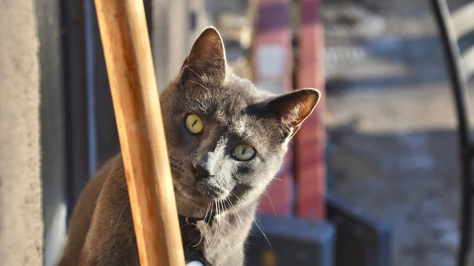 Seis señales que darían cuenta de demencia en los gatos.