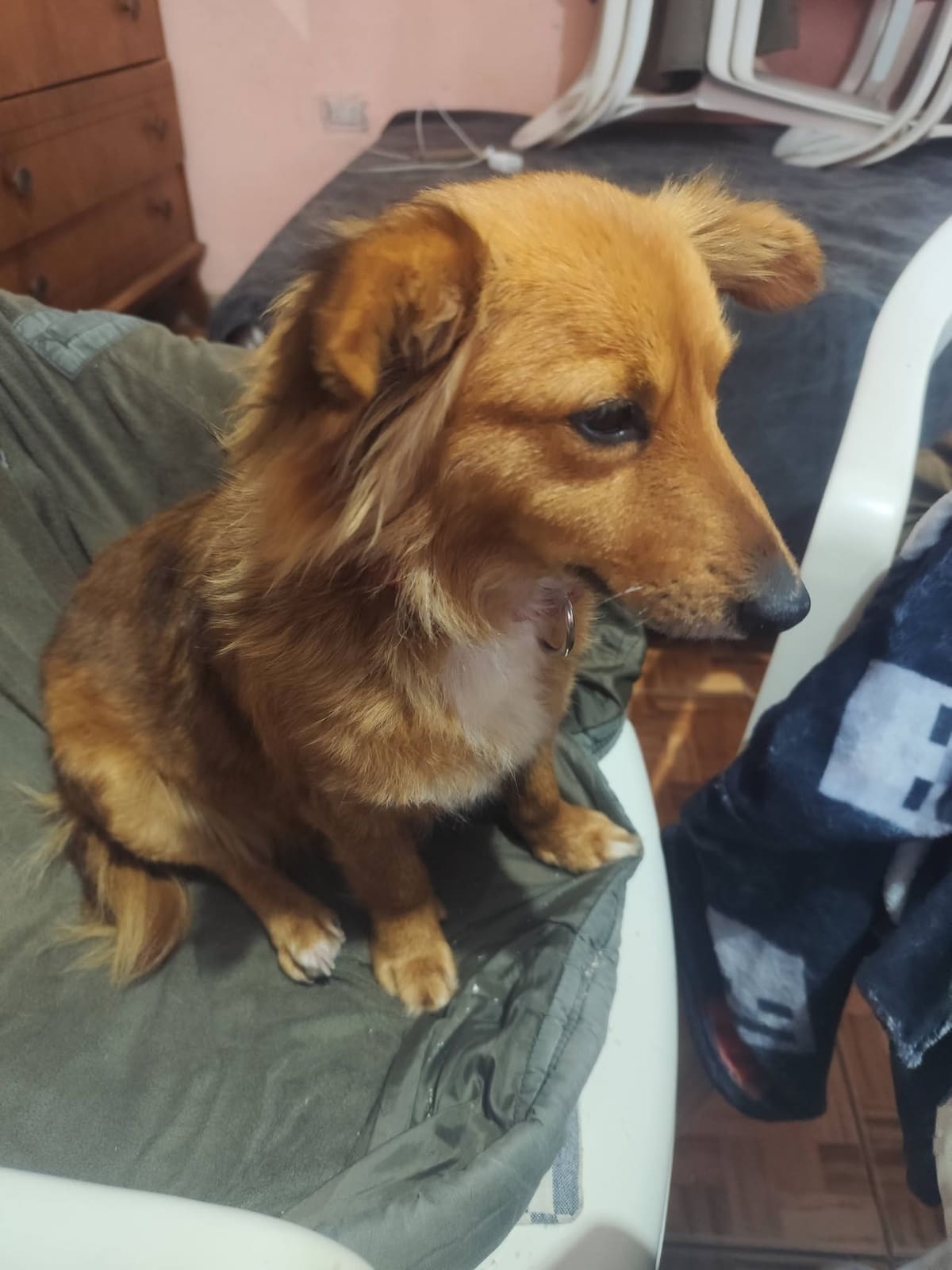 La perrita que fue rescatada camino a la Basílica de Luján y ya tiene familia.