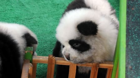 Le tiñeron el pelo a dos perros para hacerlos pasar por osos pandas. Foto X.