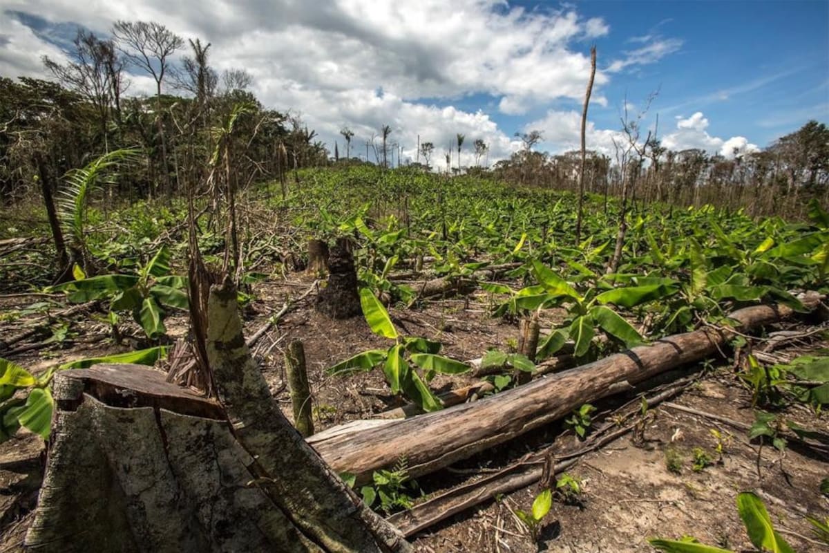 Día Internacional de la Tierra: los 5 problemas que enfrenta el medio ambiente