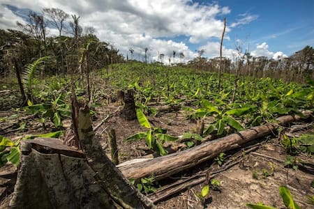 Día Internacional de la Tierra: los 5 problemas que enfrenta el medio ambiente