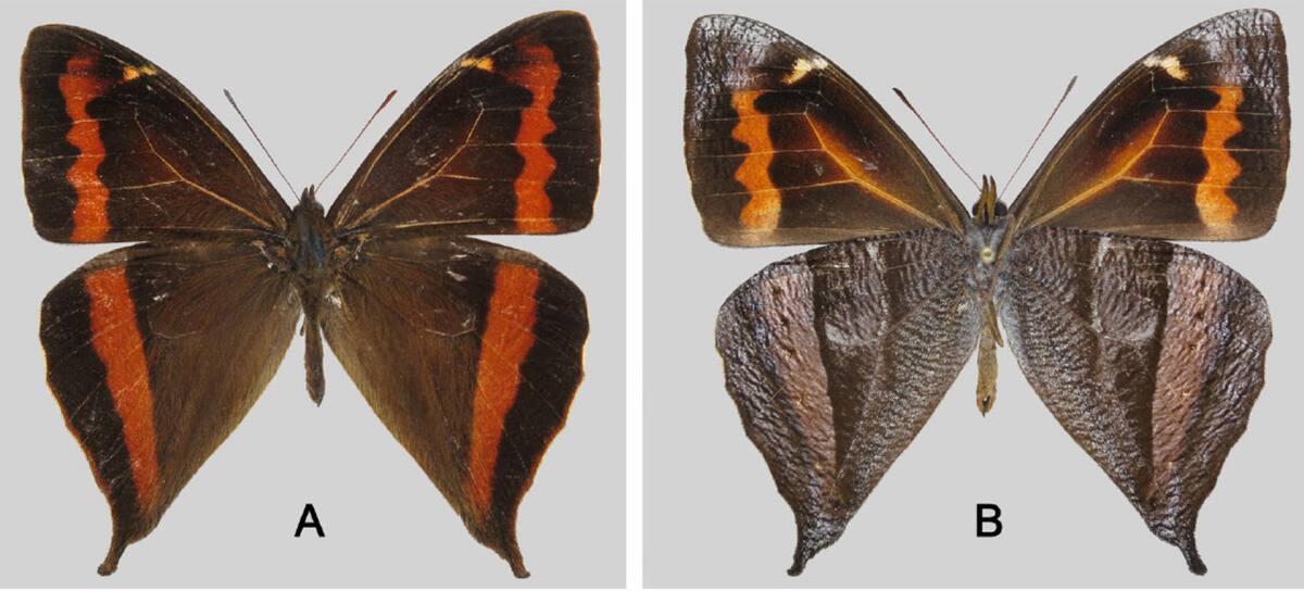 Mariposa. Foto: EFE