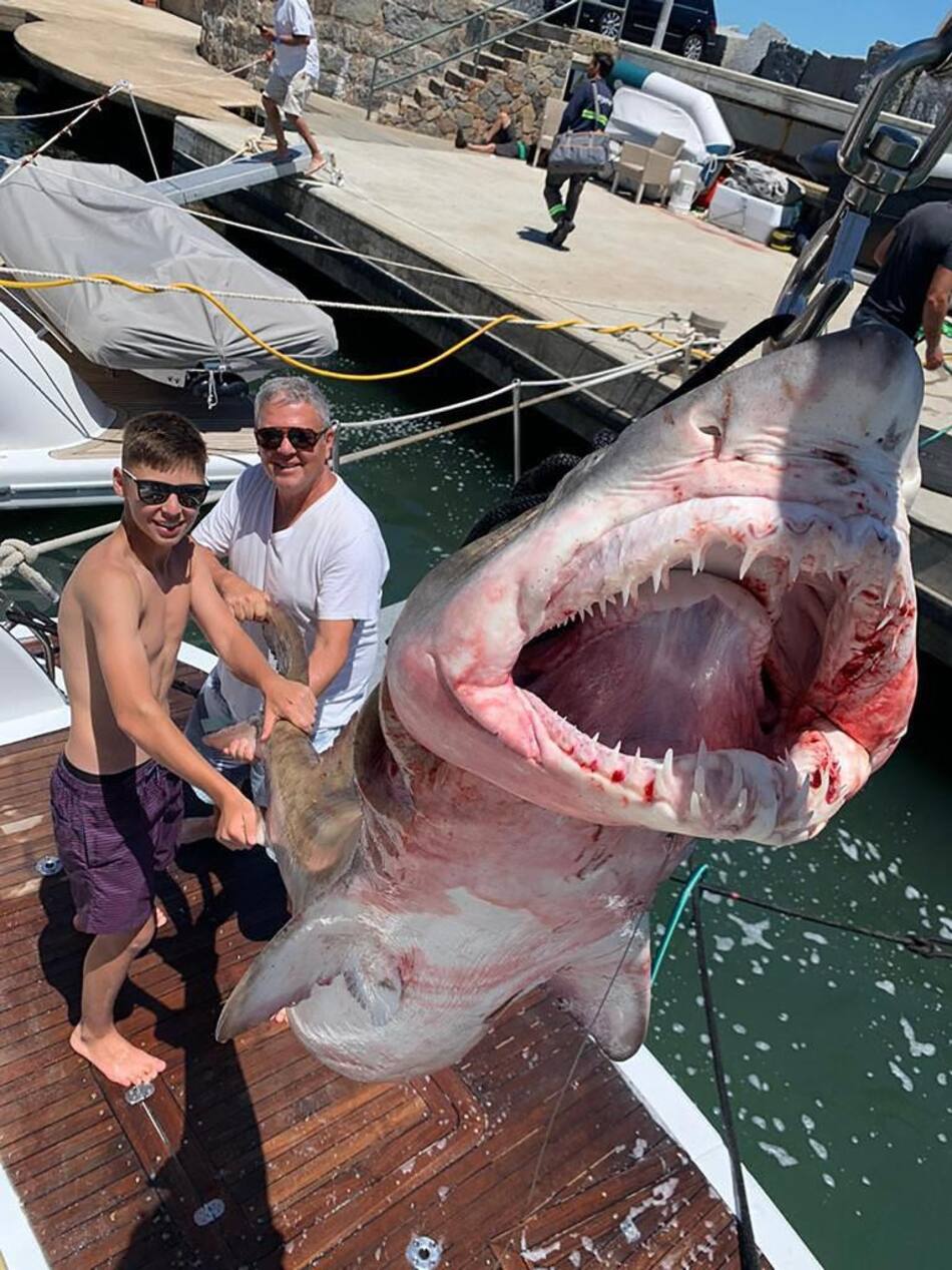 Pescaron otro tiburón en Punta del Este y crece la polémica porque es una especie amenazada