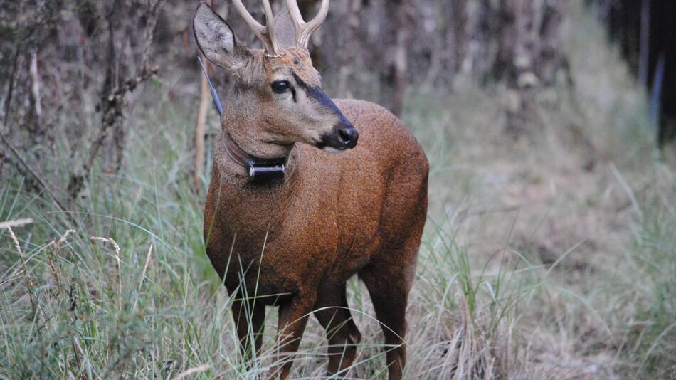 Huemul. Foto: fundacionhuilohuilo