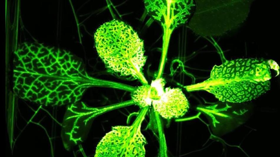 Info general - plantas