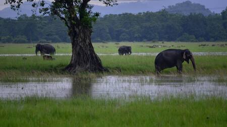 Elefantes en India. Foto: EFE.