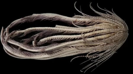 Descubren una nueva criatura marina en la Antártica. Foto: Twitter/@matt3d