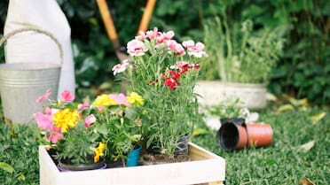 Dos flores que transforman tu hogar en verano: fáciles de cuidar y llenas de color