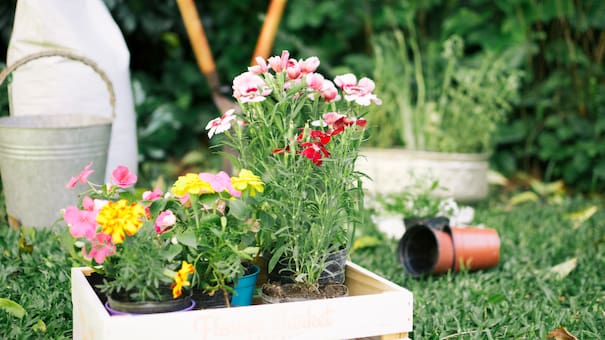 Dos flores que transforman tu hogar en verano: fáciles de cuidar y llenas de color