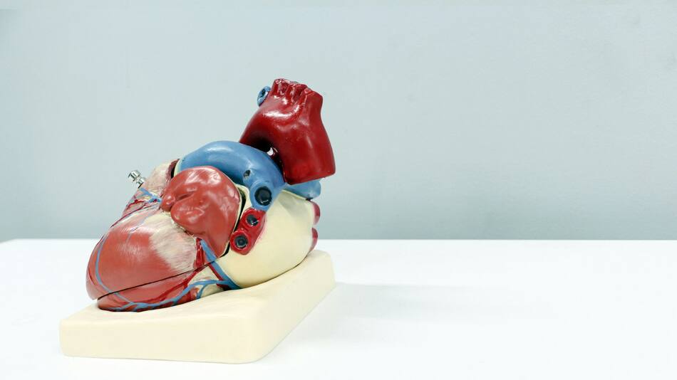 Corazón, salud. Foto: Unsplash