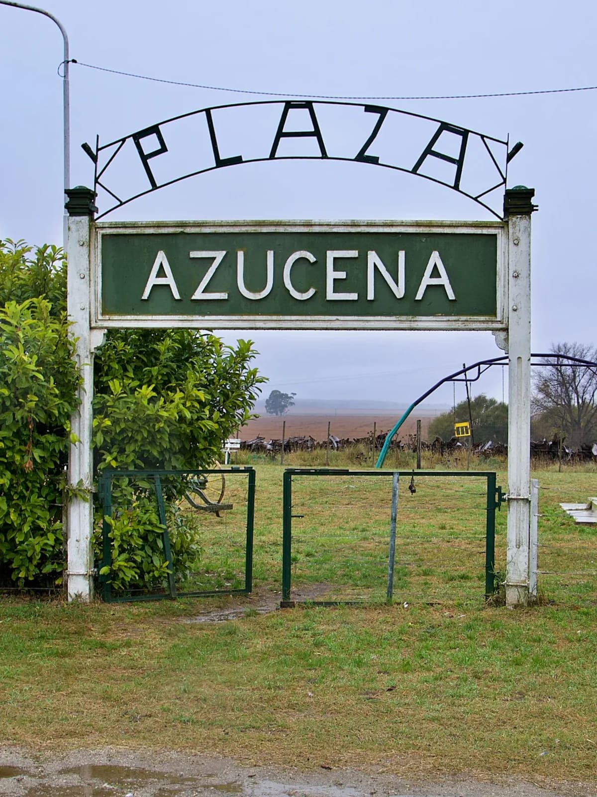 Azucena