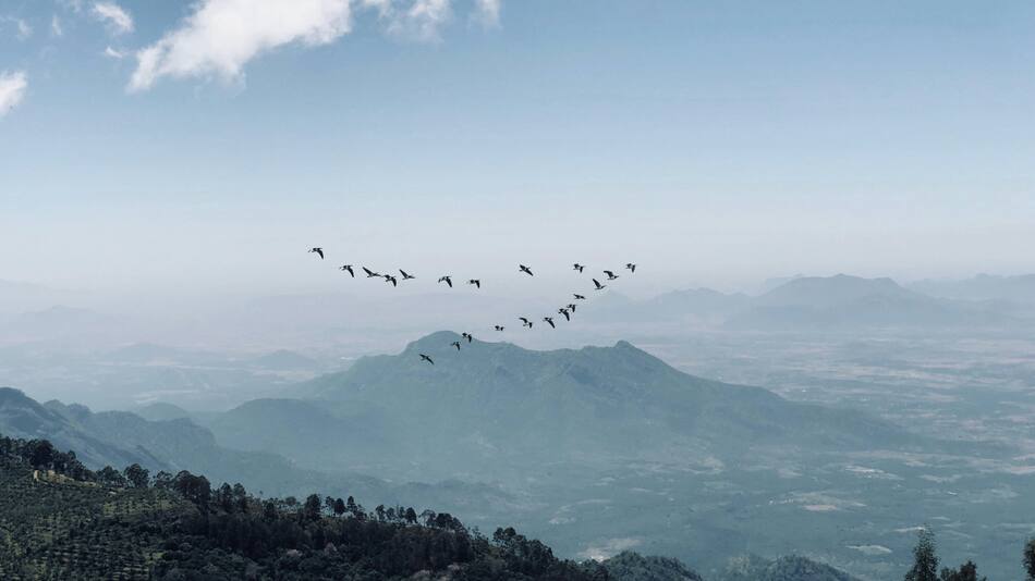 La razón por la cuál los pájaros vuelan en V. Foto: Unsplash.